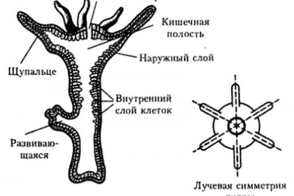 Дарк нет вход