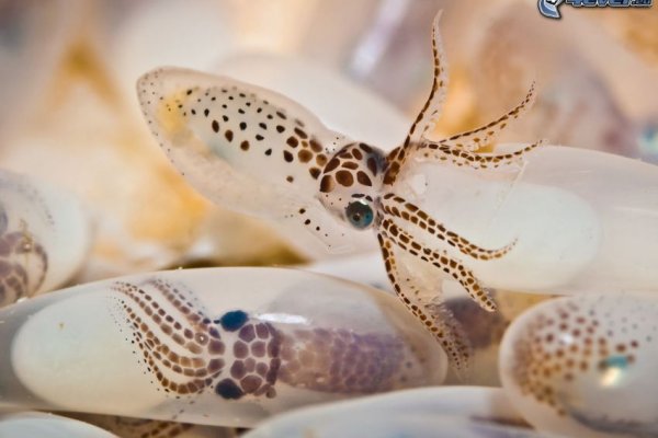 Кракен даркнет ссылка kraken link24 info